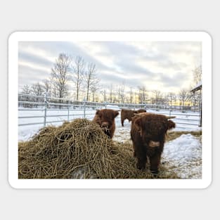 Scottish Highland Cattle Calves 1661 Sticker